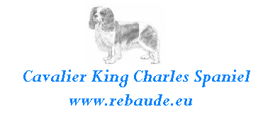 Cavalier King Charles Spaniel